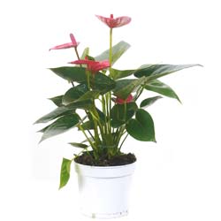 Antrio de flores de cor rosa - Panela S